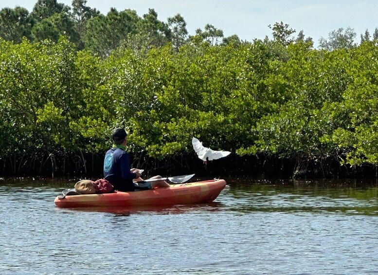 Picture 21 for Activity Robinson Preserve Mangrove Tour 2