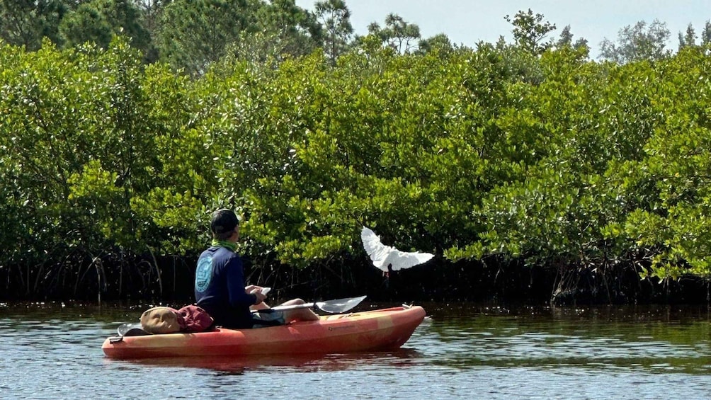 Picture 21 for Activity Robinson Preserve Mangrove Tour 2