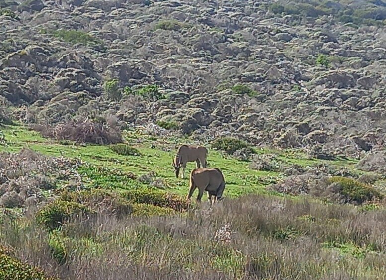 Picture 3 for Activity From Cape Town: Aquila Game Reserve Sunset Game Drive 5