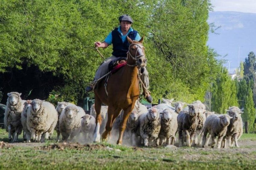 A person riding a horse with a herd of sheep. 3
