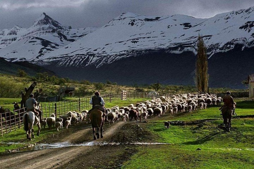 A mountainous landscape with a herd of sheep being herded by riders on horseback. 4