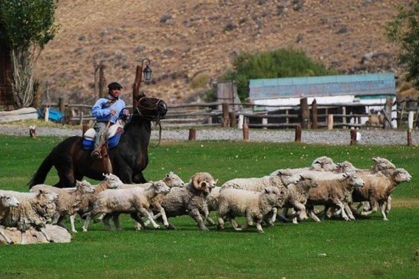 A person riding a horse, herding sheep in a grassy field with a wooden fence and a building in the background. 5