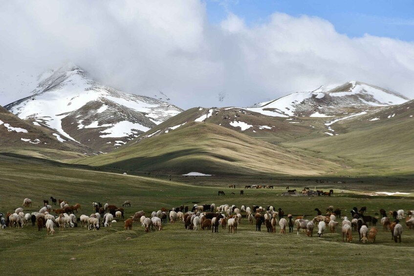 Kyrgyzstan 5-Days Issyk Kul, Song Kul Lake & Altyn Arashan 1