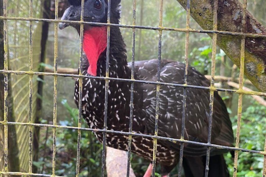 Un uccello con il viso rosso e piume bianche e nere maculate dietro una recinzione in filo di ferro. 3