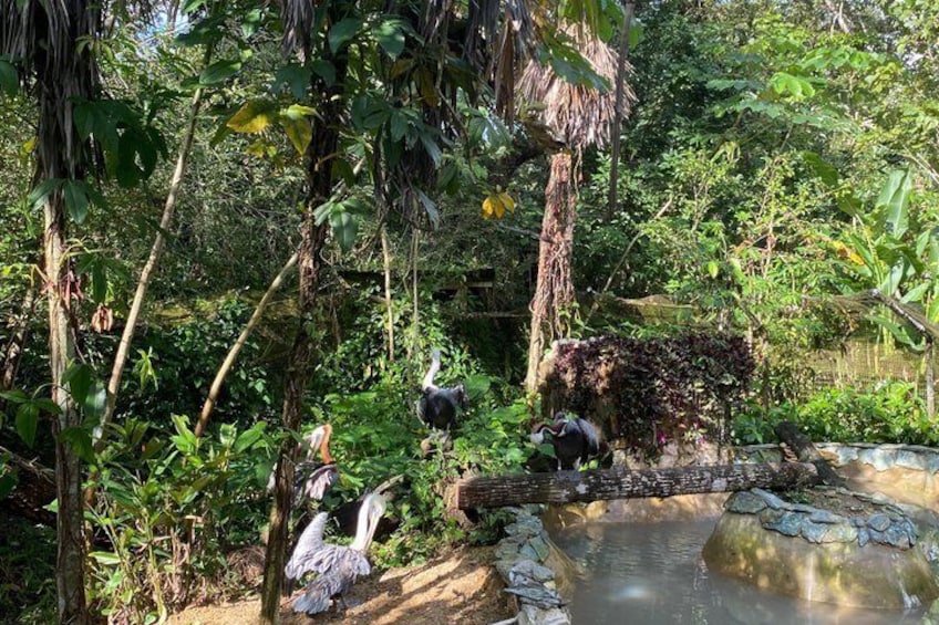 Uno stagno circondato da fitta vegetazione e alcuni uccelli. 4