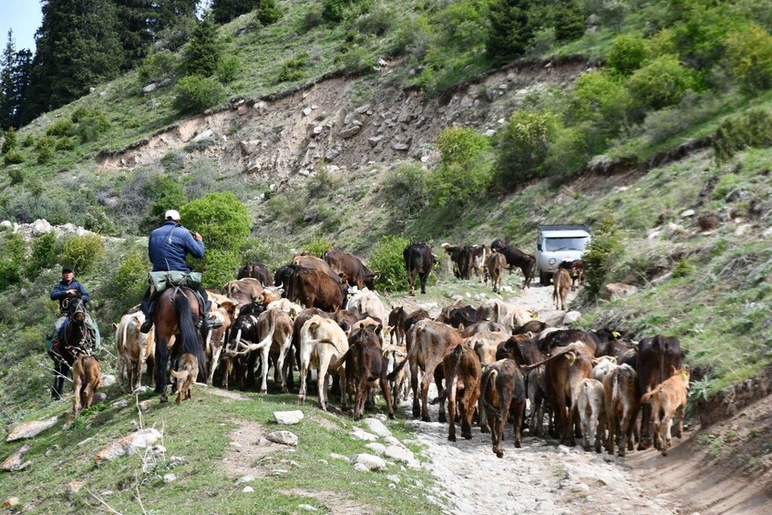 Picture 18 for Activity Kyrgyzstan Winters Outdoor Activities 5-Days Tour 5