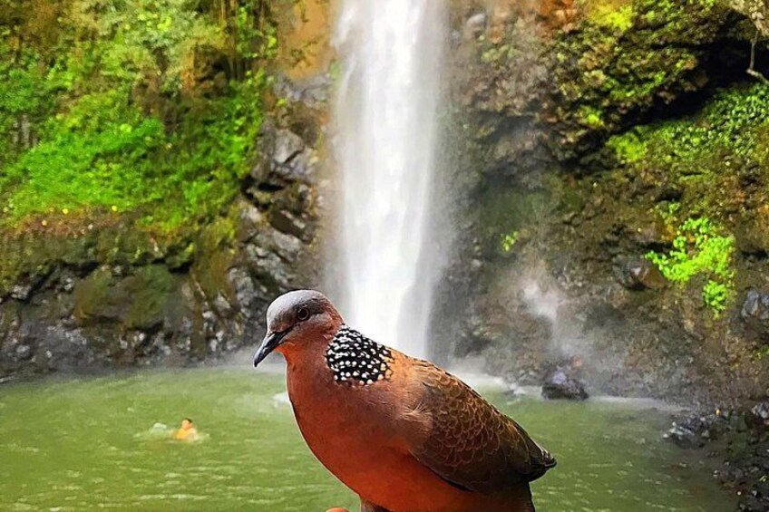Kauai Adventure: Kayak & Hike to Secret Falls with Expert Guide 3