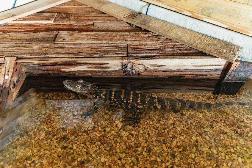 A crocodile in a water tank with a wooden floor. 1