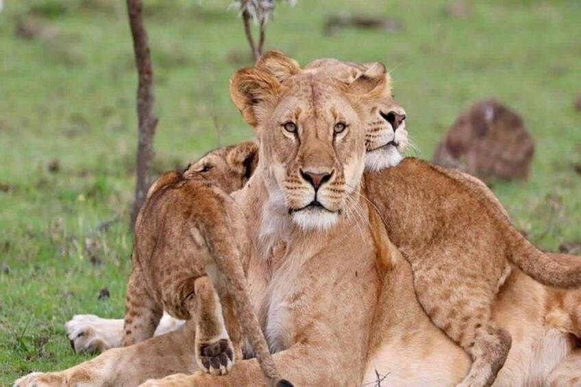A lioness with cubs in a grassy field. 3