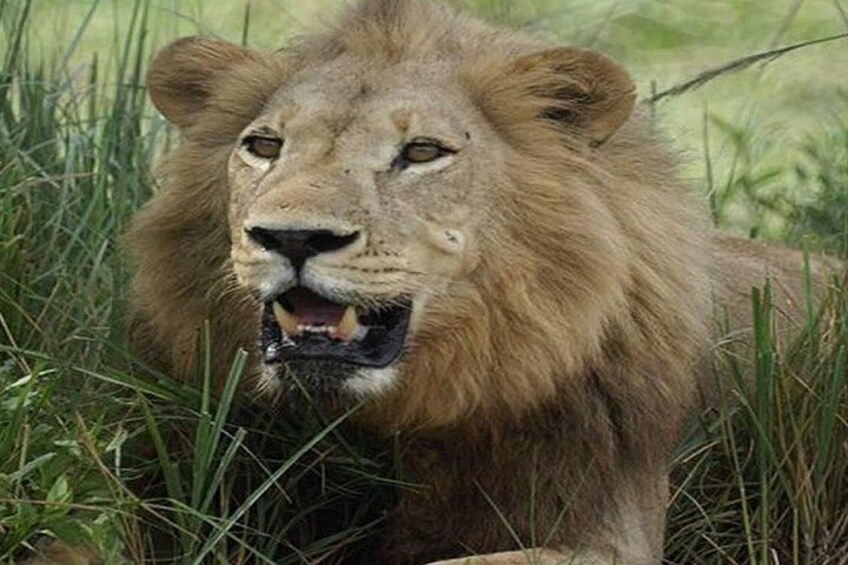 A lion in a grassy area. 2