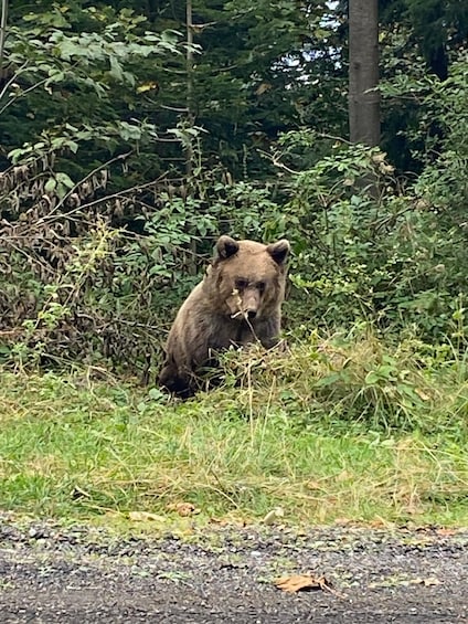 Picture 19 for Activity Brasov: Bear Sanctuary, Dracula Castle, and Râşnov Fortress 5