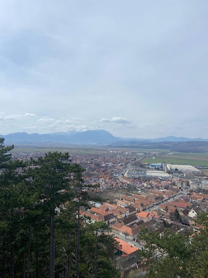 Picture 19 for Activity Brasov: Bear Sanctuary, Dracula Castle, and Râşnov Fortress 3