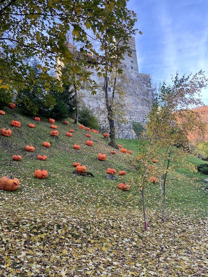 Picture 31 for Activity Brasov: Bear Sanctuary, Dracula Castle, and Râşnov Fortress 4