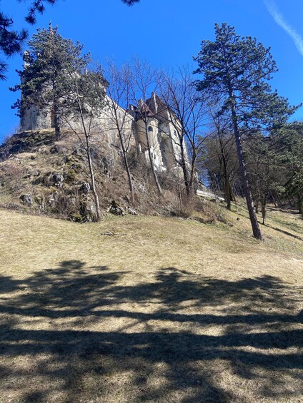 Picture 34 for Activity Brasov: Bear Sanctuary, Dracula Castle, and Râşnov Fortress 3