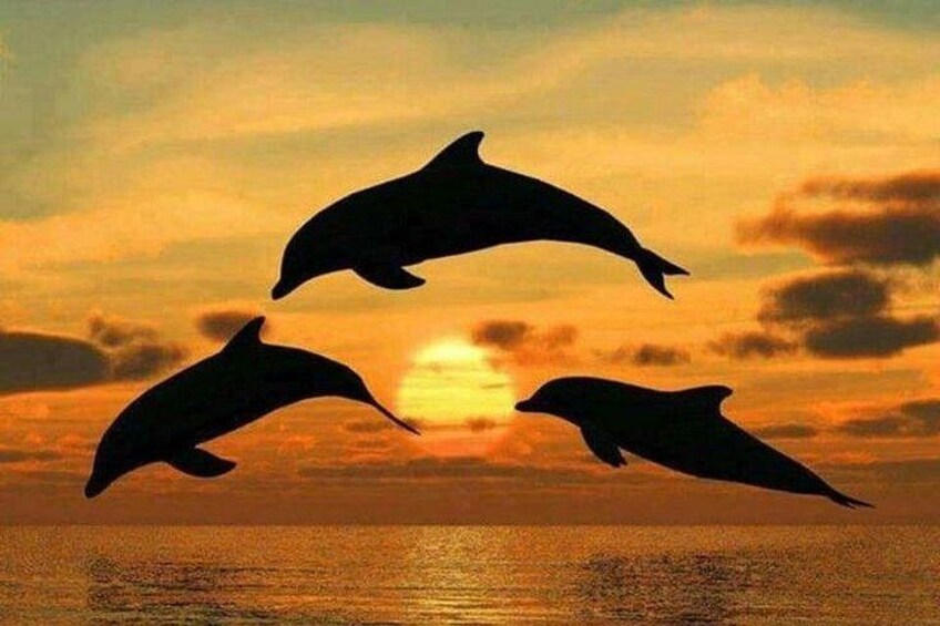 Dolphin tour, Jozani Forest, Jambiani Kuza Cave, Paje Beach &The Rock restaurent 4