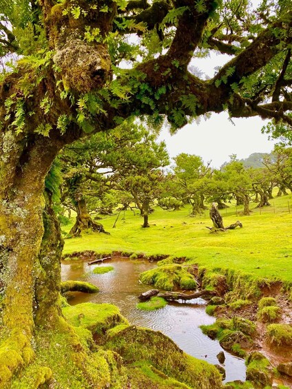 Picture 8 for Activity The Perfect Contrast: Fanal Forest, Porto Moniz & Seixal 3