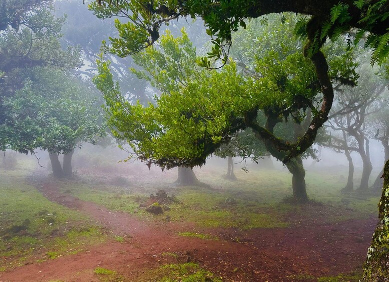 A forest with mist and trees. 5