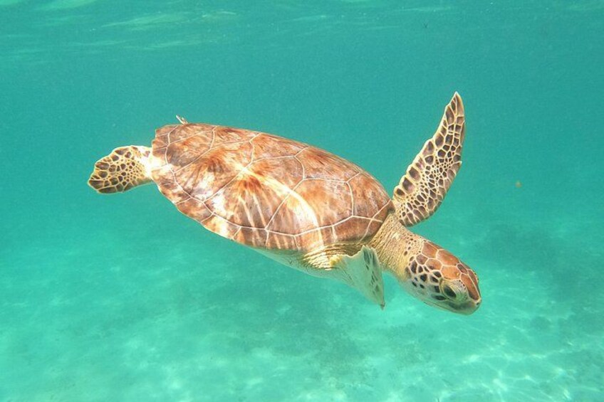 Private Tour Swim with Turtles, 2 Cenotes & Gopro 1
