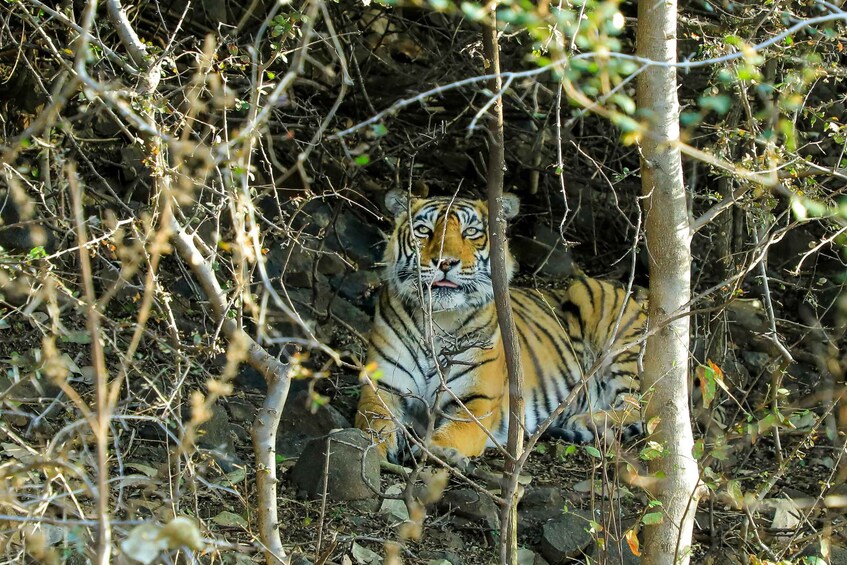 A tiger in a dense forest with trees and underbrush. 4