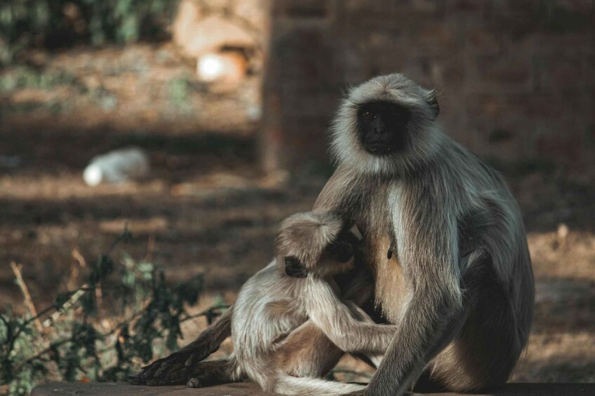 A monkey sitting on the ground with a baby monkey. 5
