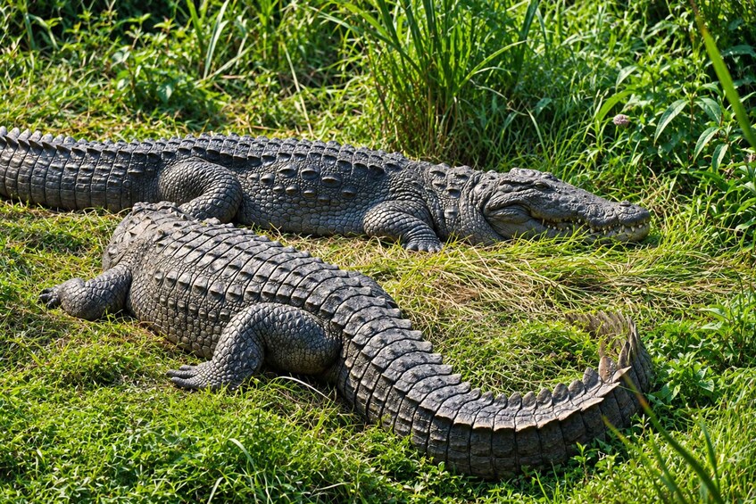 Two crocodiles resting on grass. 3