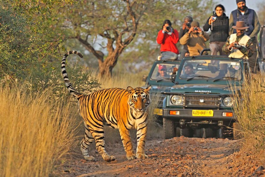 A tiger walking on a dirt path with a vehicle and people in the background. 1