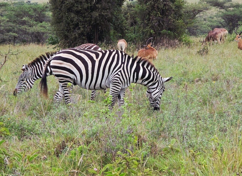 Picture 32 for Activity Nairobi National Park, Elephant Orphanage and Giraffe Centre 2