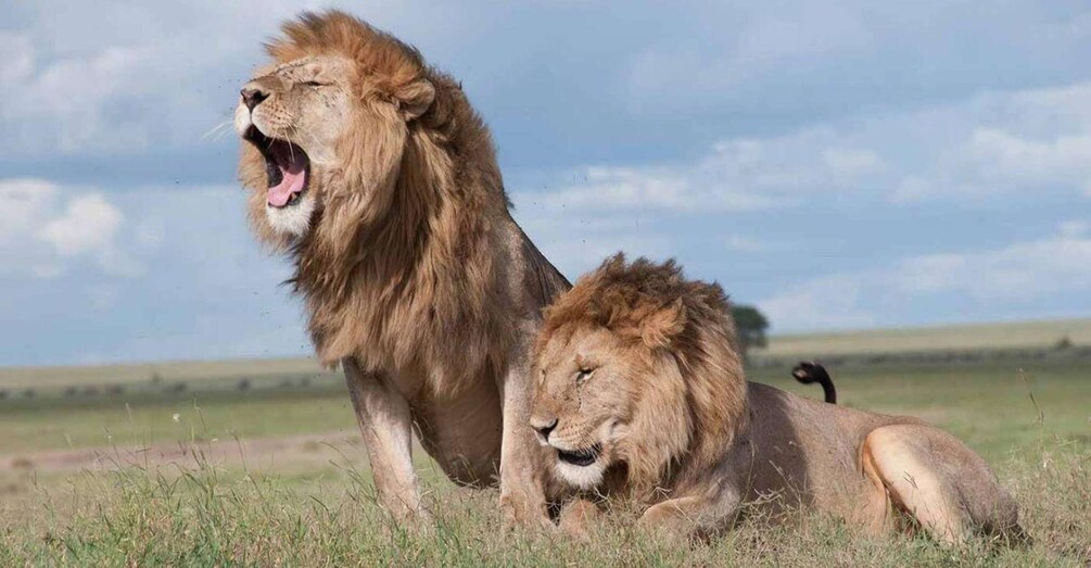 Nairobi: National Park, Elephant Orphanage & Giraffe Center 1