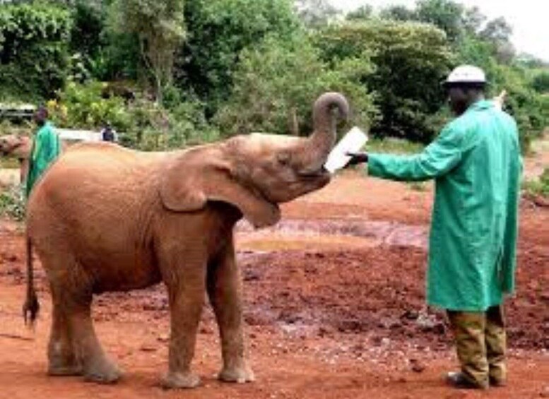 Picture 30 for Activity Nairobi: National Park, Elephant Orphanage & Giraffe Center 2
