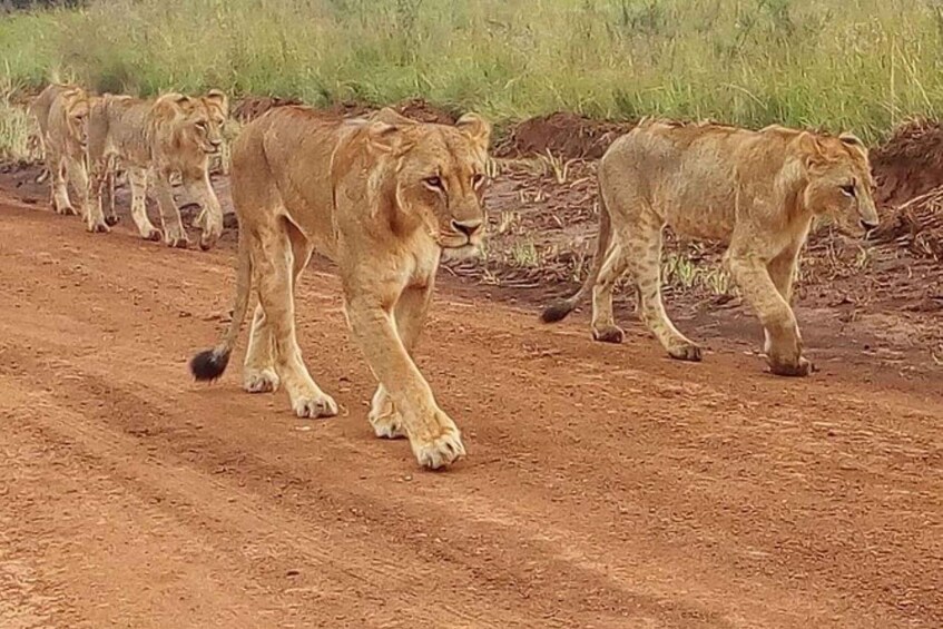 Picture 31 for Activity Nairobi: National Park, Elephant Orphanage & Giraffe Center 3