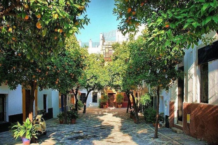 Un patio con naranjos, plantas en macetas y un camino adoquinado. 3
