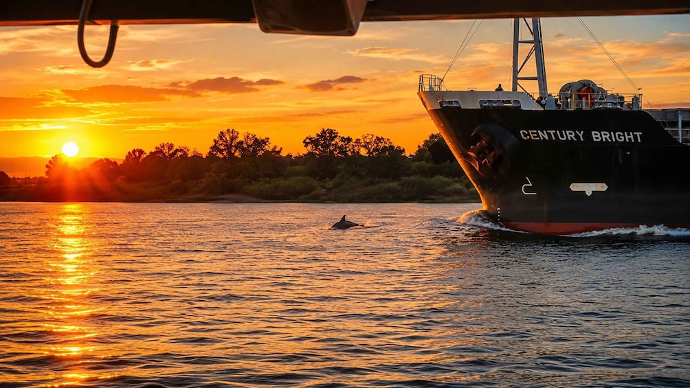Picture 4 for Activity Savannah: Sunset Dolphin Watching Eco Tour by Boat 3