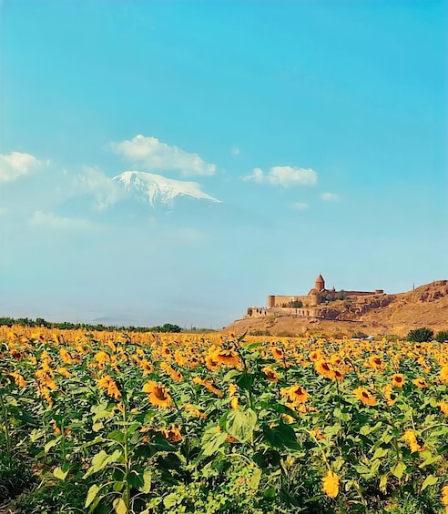 Un campo de girasoles con un edificio histórico al fondo. 5