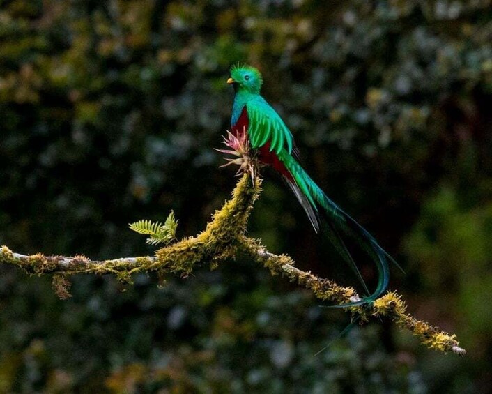 A bird perched on a mossy branch in a forest. 1