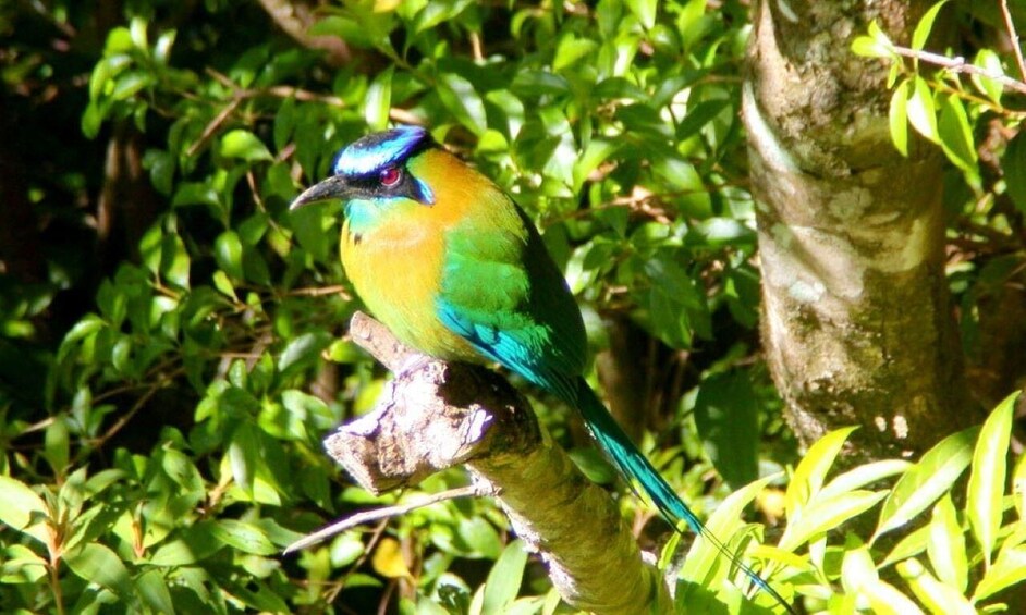 A colorful bird perched on a tree branch surrounded by green foliage. 3