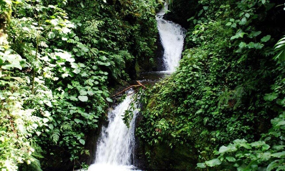 Picture 4 for Activity Monteverde and Santa Elena: Cloud Forest Bird-Watching Tour 5