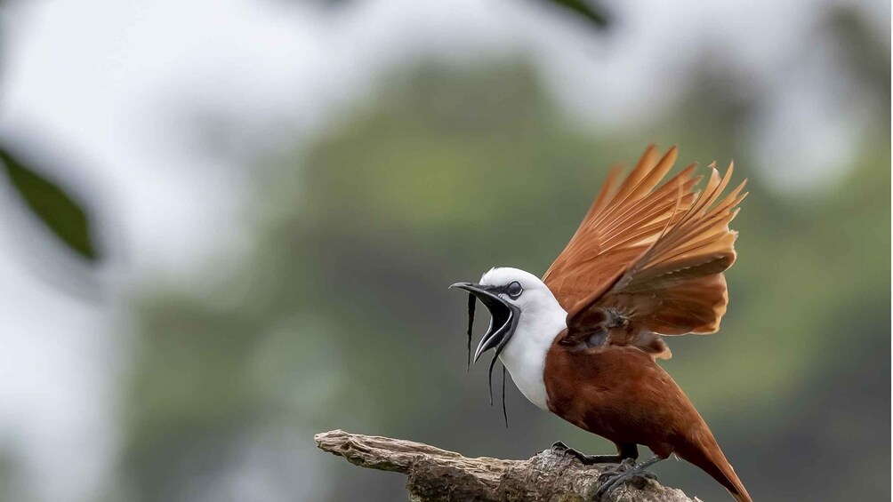 Picture 1 for Activity Monteverde and Santa Elena: Cloud Forest Bird-Watching Tour 4