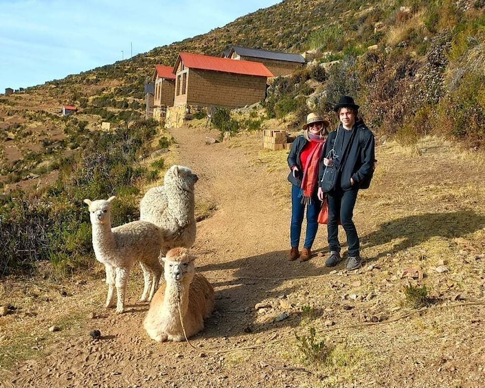 Un gruppo di alpaca su un sentiero sterrato, con una casa sullo sfondo. 5