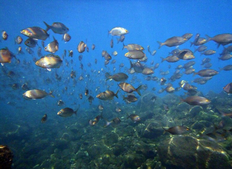 A school of fish swimming in clear blue water. 1