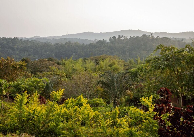 Picture 2 for Activity Touristic Highlights of Coorg (Guided Full Day Tour by car) 3
