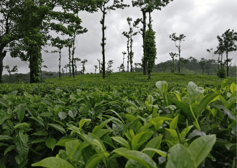 Picture 6 for Activity Touristic Highlights of Coorg (Guided Full Day Tour by car) 2