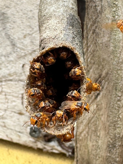 A close-up of a wasp nest with multiple wasps inside a hollowed-out tree trunk. 1