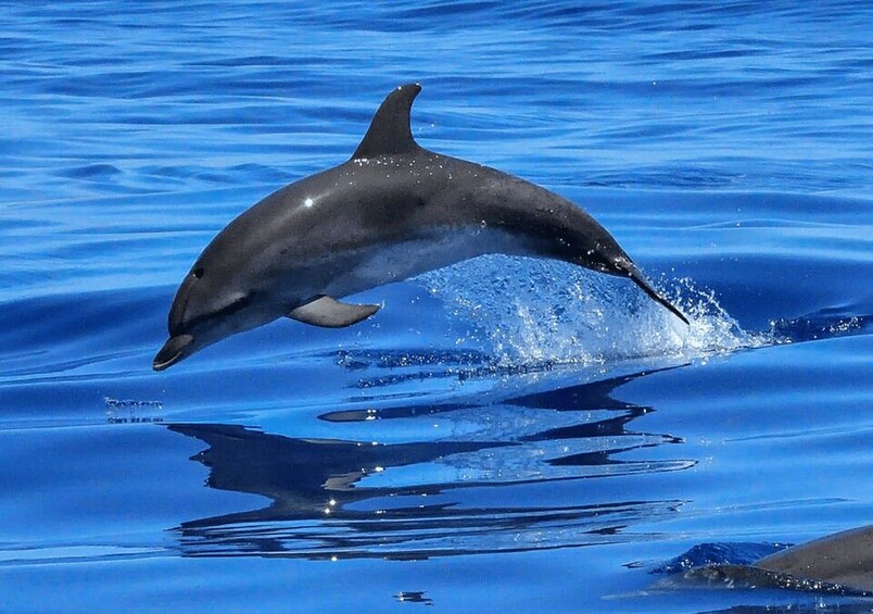 A dolphin leaping out of the water. 4