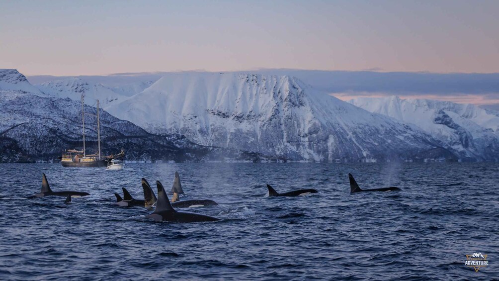 Orcas swimming near a boat in a snowy, mountainous landscape. 2