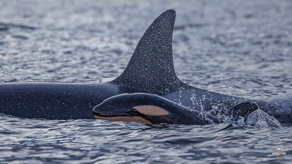 Two orcas swimming in the ocean. 3