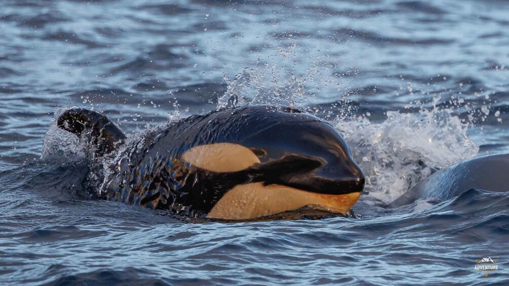 A whale breaching with water splashing around it. 1
