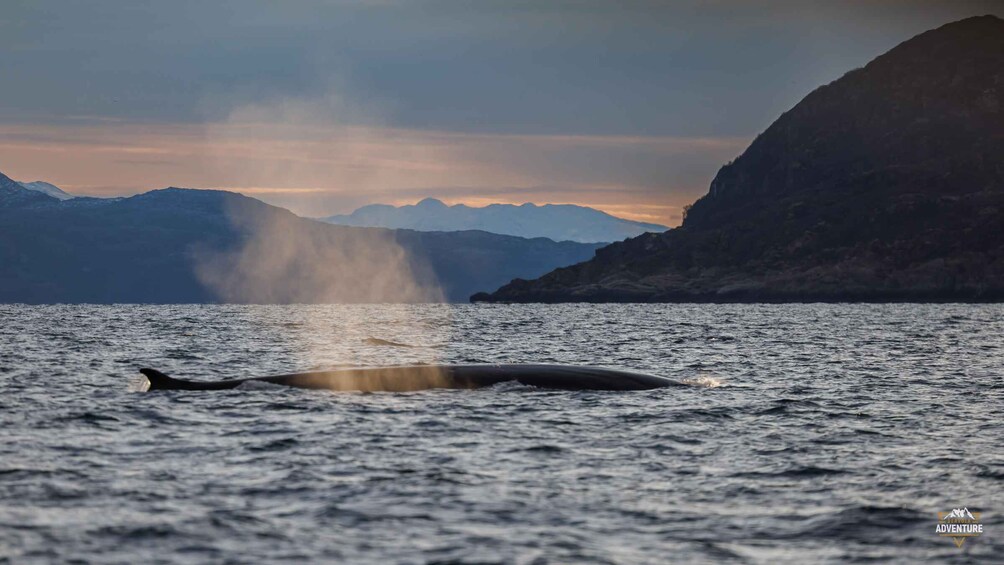 A whale breaching the ocean surface with mountains in the background. 5