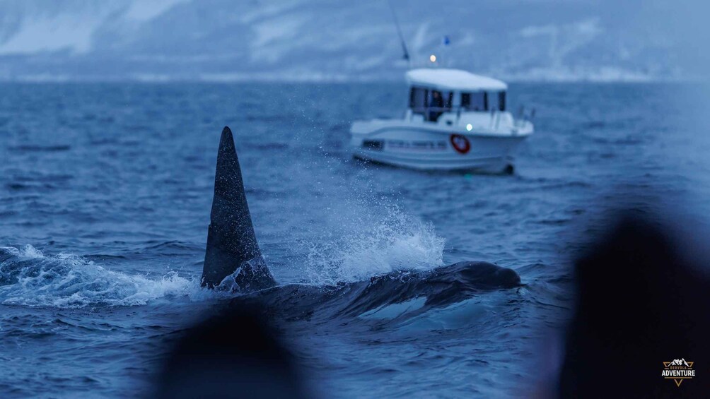A whale breaching the ocean surface with a boat in the background. 4