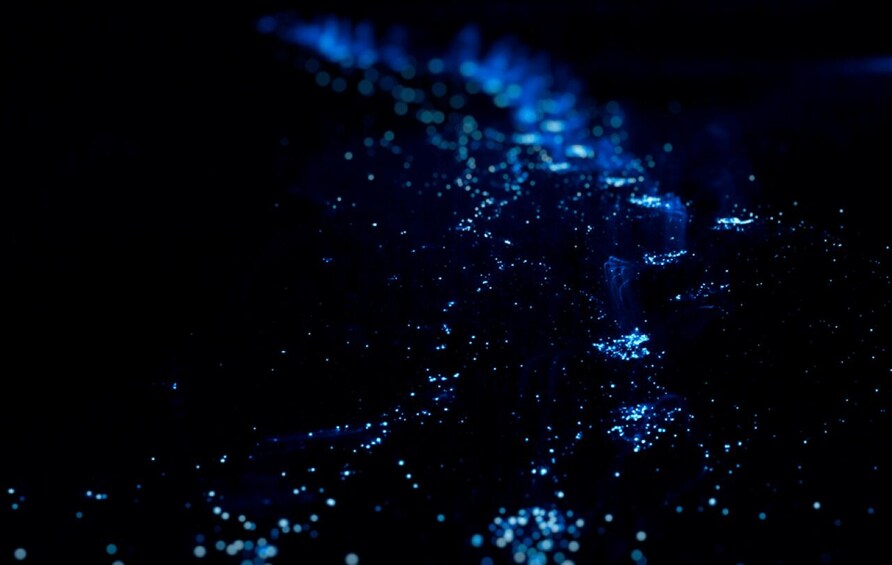 Picture 4 for Activity From Huatulco:Turtle Release and Bioluminescence Tour 2