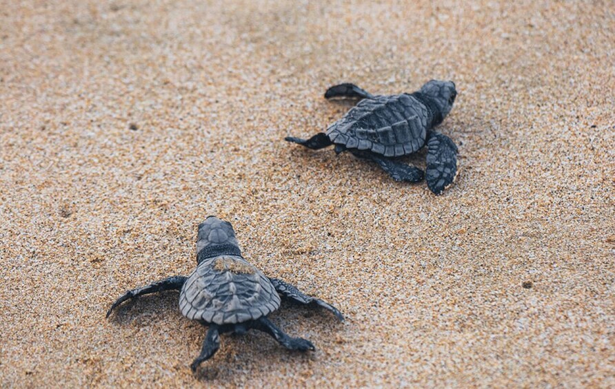 From Huatulco:Turtle Release and Bioluminescence Tour 1
